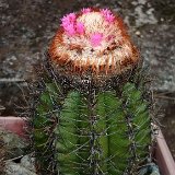 Melocactus radoczii Guajimero de Jauco, Maisi, Cu ©Jose Miguel Acuña.jpg